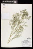 Psorothamnus spinosus image