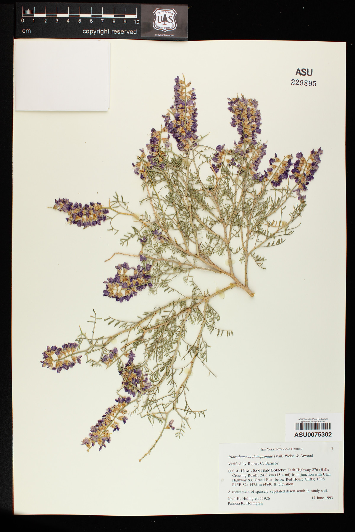 Psorothamnus thompsonae var. thompsonae image