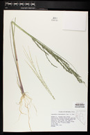 Diplachne fusca subsp. fascicularis image