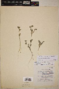 Polemonium micranthum image