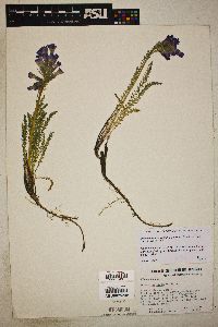 Polemonium viscosum image