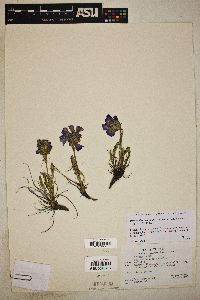 Polemonium viscosum image