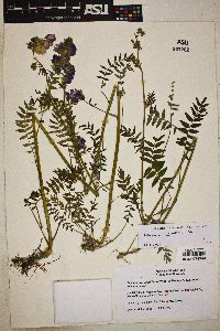 Polemonium acutiflorum image