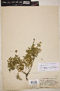 Polemonium foliosissimum var. flavum image