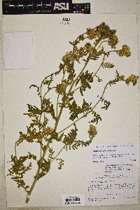 Polemonium foliosissimum var. flavum image