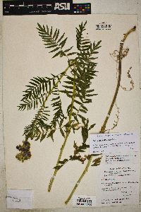 Polemonium foliosissimum image