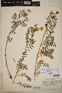 Polemonium pauciflorum subsp. pauciflorum image