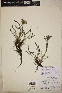 Polemonium viscosum image