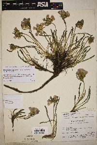 Polemonium viscosum image