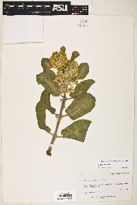 Asclepias arenaria image