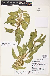 Asclepias oenotheroides image