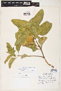 Asclepias nyctaginifolia image