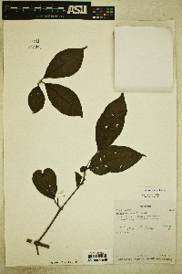 Psidium rostratum image