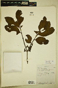 Psidium rostratum image