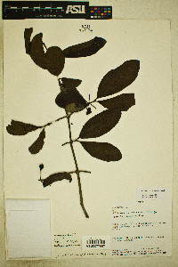 Psidium rostratum image