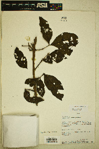 Psidium rostratum image