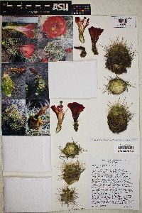 Echinocereus coccineus image