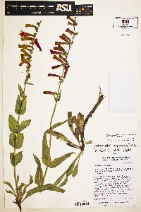 Penstemon eatonii image