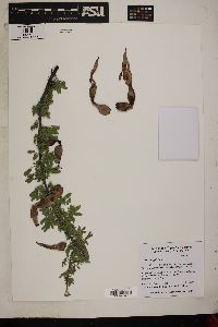 Acacia greggii image