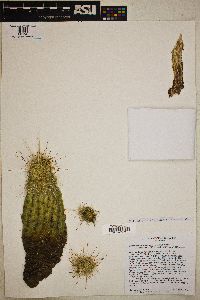 Echinocereus bonkerae image