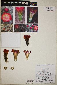 Echinocereus coccineus subsp. rosei image