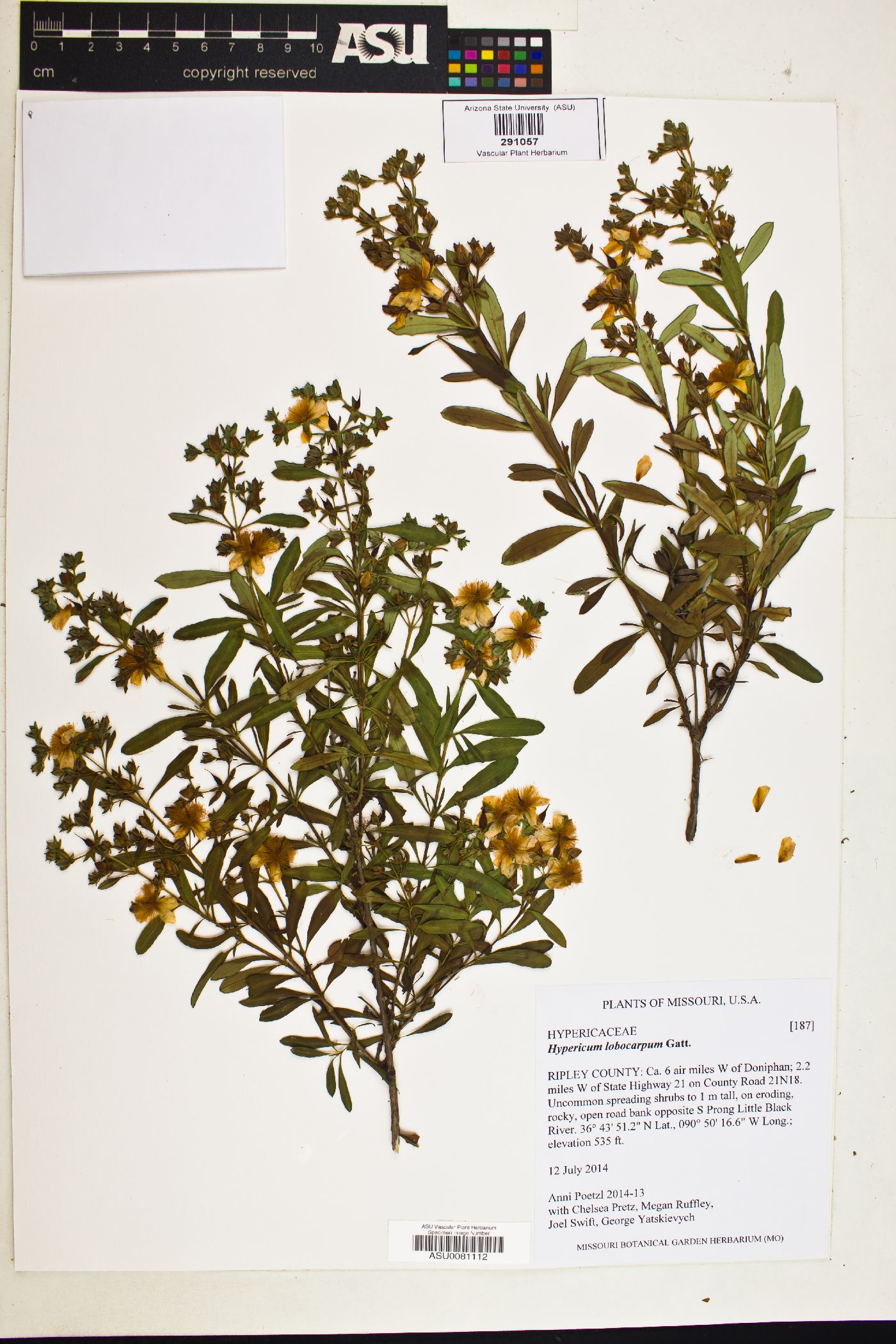 Hypericum lobocarpum image