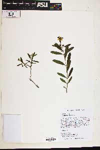 Hypericum prolificum image