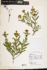 Hypericum prolificum image