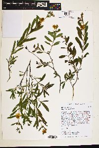 Hypericum prolificum image