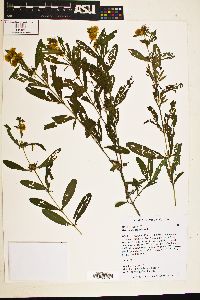 Hypericum prolificum image