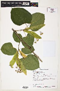 Tilia americana var. neglecta image