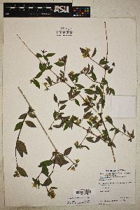 Philadelphus microphyllus image