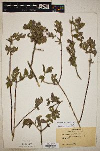 Philadelphus microphyllus image