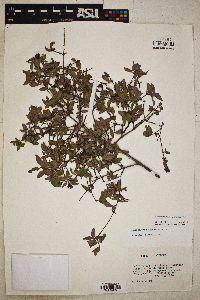 Philadelphus microphyllus image