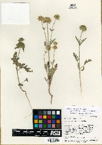 Salvia columbariae image