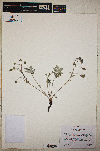 Potentilla rubricaulis image