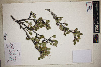 Cercocarpus montanus image