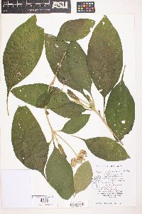 Solanum hazenii image