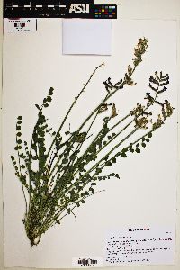 Astragalus tephrodes image