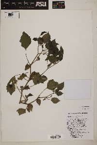 Physalis philadelphica image