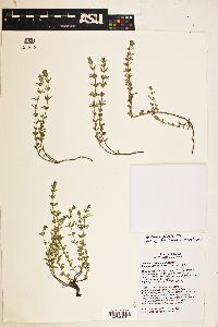 Image of Hedeoma plicatum