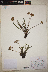 Ivesia gordonii image