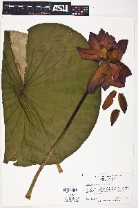 Nelumbo nucifera image