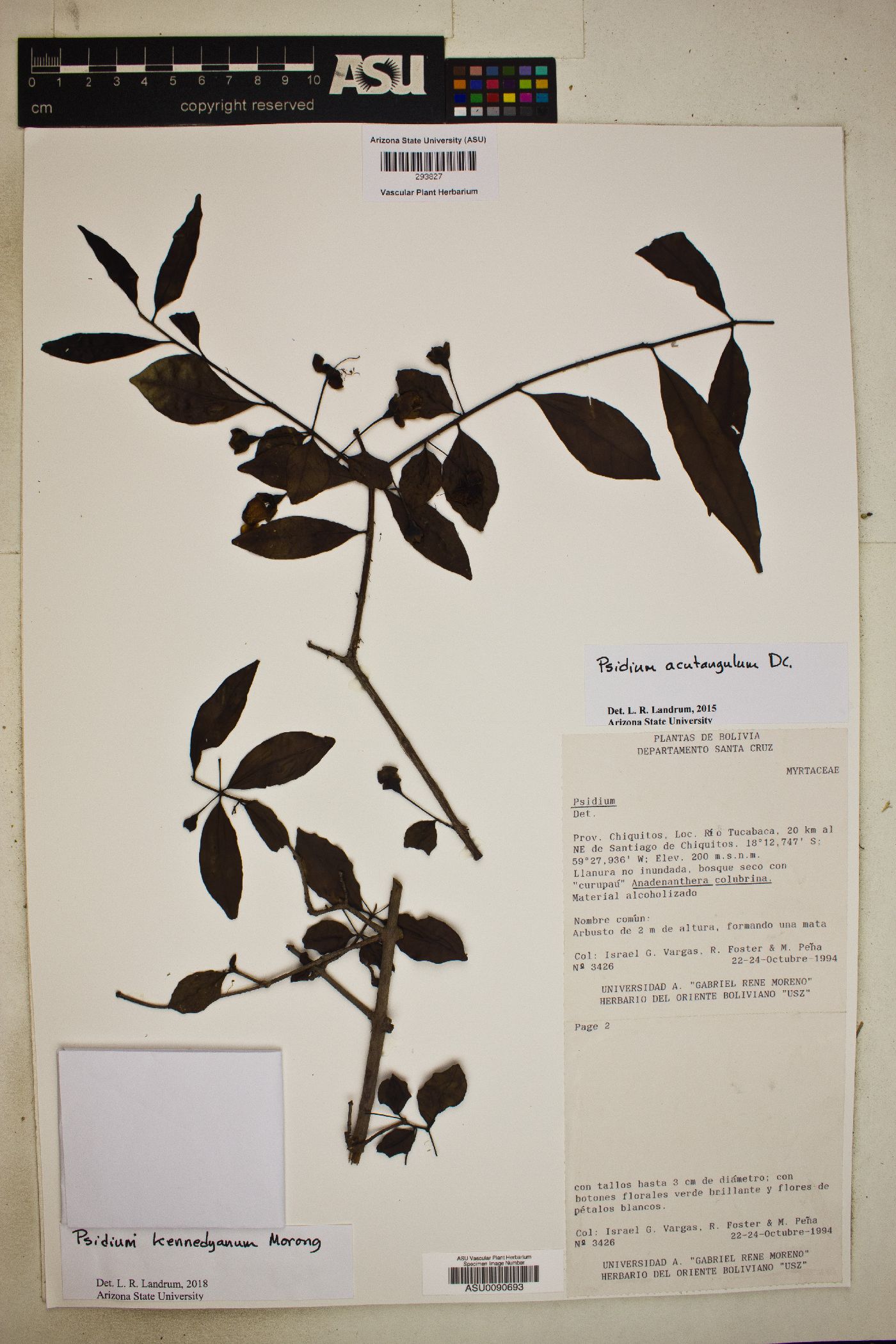 Psidium kennedyanum image
