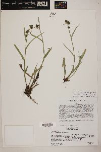 Fuirena simplex var. aristulata image