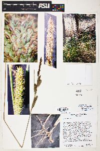 Carex ultra image