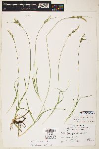 Carex leucodonta image