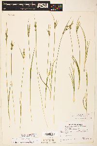 Carex leucodonta image
