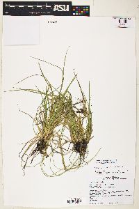 Carex leucodonta image