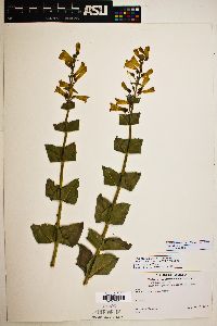 Penstemon pseudospectabilis var. connatifolius image